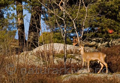 BB 05 0387 / Calluna vulgaris / Røsslyng <br /> Capreolus capreolus / Rådyr